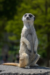 Meerkat on Outlook, Suricata suricatta