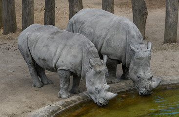 White rhinoceros, Ceratotherium simum