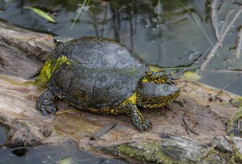 European pond turtle, Emys Orbicularis