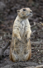 Prairie dog from North America, Cynomys
