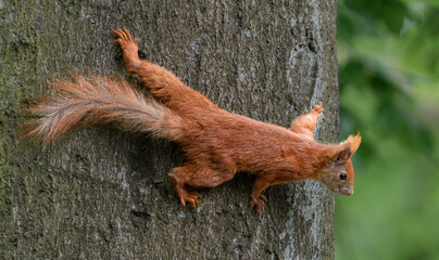 Red Squirrel in Tree, Sciurus vulgaris