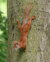 Red Squirrel in Tree, Sciurus vulgaris