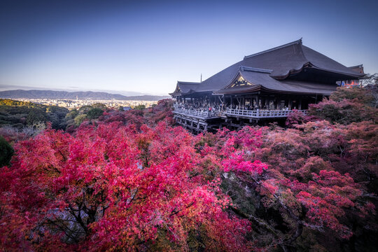View of a traditional Japanese temple rises above a sea of vibrant red and pink autumn foliage under a clear blue sky, Kyoto, Kyoto, Japan.