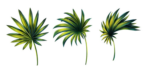 Illustration set of 3 tropical fan  palm leaves. Collection of prints of exotic plants. Botanical art