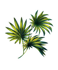 Illustration of tropical fan palm leaves. Print with exotic plant. Botanical art	