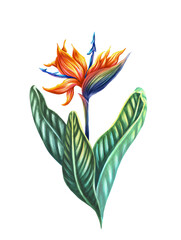 Tropical illustration of strelitzia. Exotic plant bird-of-paradise. Summer print