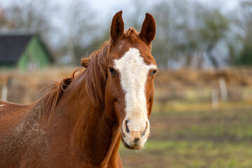 Fototapeta premium Chestnut Horse Portrait with White Blaze Looking at Camera in Rural Pasture, Late Autumn Countryside
