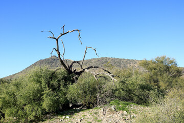 Dry dead tree with leafless dark-gray branches in a desert landscape lush with green foliage around it, North Mountain Park desert preserve, Phoenix, Arizona in late Autumn