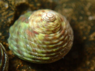 Sea snail turbinate monodont (Phorcus turbinatus) during low tide in the littoral zone, Ligurian Sea, Italy, Imperia