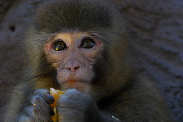A macaque eating an orange