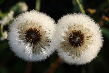 Dandelion macro with dewdrops, in early morning. Primordial beauty in nature.