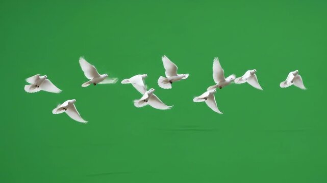 A flock of white doves flying gracefully across a vibrant green screen background, ready for digital compositing.