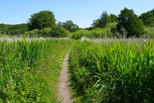Wanderweg, Pfad durch Feuchtgebiet im Tal der Langballigau, Wiese, Pflanze, gr&uuml;n, green, Sommer, Trampelpfad, Baum, Himmel, blau, Schilf, Gras, wandern, Langballig, Deutschland, Europa