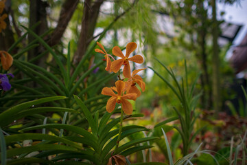 walStunning orchids in full bloom take center stage at the Kuala Lumpur Botanical Garden, showcasing vibrant colors, intricate details, and natural elegance in a lush tropical setting.