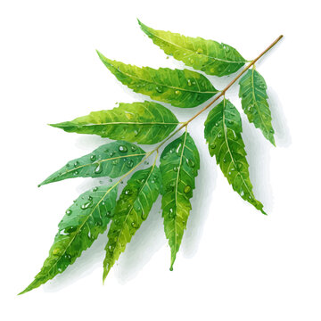 Isometric watercolor graphic of Neem, neatly isolated on white background.