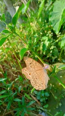 Delicate brown butterfly rests gently upon a vibrant green plant stem bathed in bright sunlight outdoors