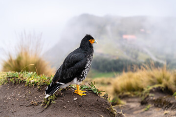 Carunculated Caracara or Curiquingue stands on grassy hill at Teleferico Cruz Loma in Quito, Ecuador. Andean bird of prey poses near Ruku Pichincha volcano on foggy day