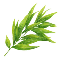 A watercolor isometric illustration of Willow Leaf, cleanly isolated on white background. © John