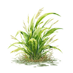 Marsh Grass illustrated in isometric watercolor style, isolated on white.