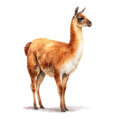 A watercolor isometric illustration of Guanaco, cleanly isolated on white background.