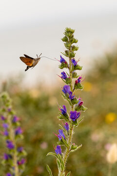 Papillon moro-sphinx ou sphinx colibri trompe compl&egrave;tement d&eacute;ploy&eacute;e captur&eacute; en plein vol se nourrissant du nectar de fleurs de vip&eacute;rine. Macroglossum stellatarum, L&eacute;pidopt&egrave;res