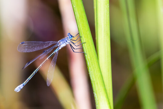 Libellule demoiselle, leste &agrave; grands stigmas, pos&eacute;e sur une tige de carex montrant la pruine bleue caract&eacute;ristique. Lestes macrostigma, Zygoptg&egrave;res