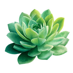Isometric-style watercolor depiction of Succulent, set against a white background.