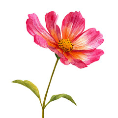 Cosmos Flower in detailed isometric watercolor art, isolated on a pure white backdrop.