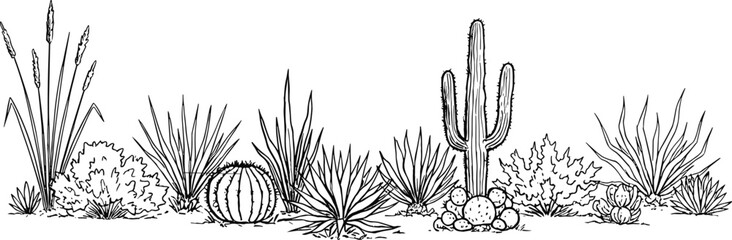 Black and white line drawing of desert plants including saguaro cactus and succulents Keywords: desert, plants, cactus, succulents © what's a beautiful