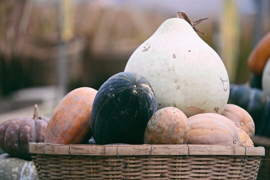 Pumpkin, a crop that matures in autumn