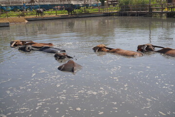 Feed the gentle water buffaloes 🐃 in their natural pond! Experience this beautiful, peaceful...