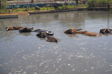 Feed the gentle water buffaloes 🐃 in their natural pond! Experience this beautiful, peaceful spot featuring traditional Thai wooden architecture and a true rural escape.