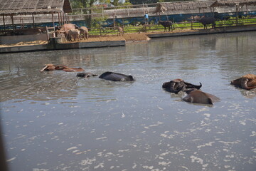Fototapeta premium Feed the gentle water buffaloes 🐃 in their natural pond! Experience this beautiful, peaceful spot featuring traditional Thai wooden architecture and a true rural escape.
