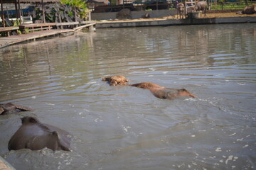 Fototapeta premium Experience a unique Thai escape! 🇹🇭 Interact with and feed the gentle water buffaloes 🐃 in their natural pond, surrounded by charming traditional wooden architecture.