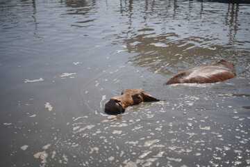 Fototapeta premium Experience a unique Thai escape! 🇹🇭 Interact with and feed the gentle water buffaloes 🐃 in their natural pond, surrounded by charming traditional wooden architecture.