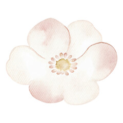 Watercolor pastel flower illustration with soft petals baby shower decor