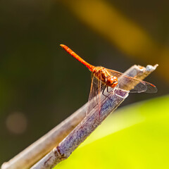sympetrum sanguineum, ruddy darter dragonfly, on a sunny summer day
