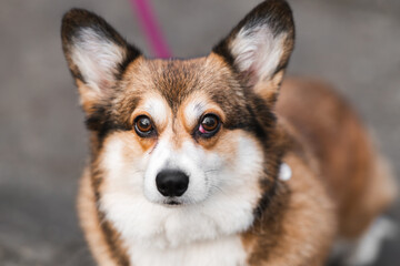 Close-Up Portrait of a Corgi Dog with a Prolapsed Third Eyelid (Cherry Eye)