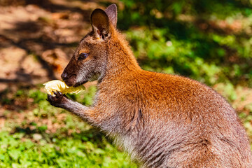 Wallabia rufogrisea rufogrisea, wallaby, eating a snack with its hands on a sunny summer day