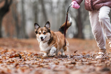 Little Girl Leading and Interacting with Her Corgi Dog on a Leash in the Park