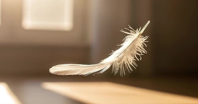 Floating feather against soft background sunlight