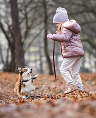 Little Girl Leading and Interacting with Her Corgi Dog on a Leash in the Park