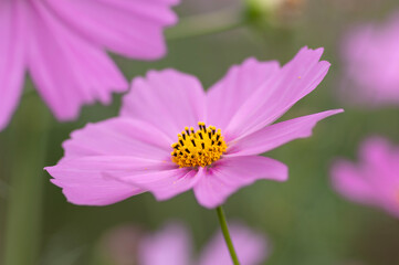 秋のコスモス畑の可憐なピンクのコスモス