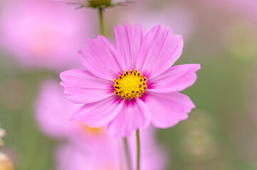 Obraz premium 秋のコスモス畑の可憐なピンクのコスモス