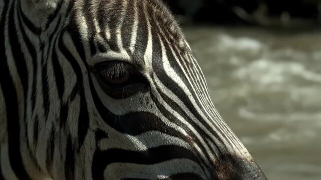 Close up zebra eye, black and white stripes in nature water background.