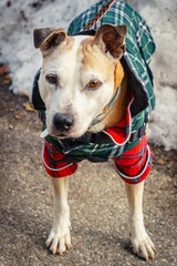 Cute service dog in colorful and quirky homemade dog jacket in Christmas colors of red and green looking at camera.