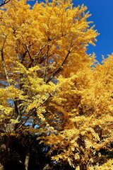 東京, 上野恩賜公園のいちょう並木
