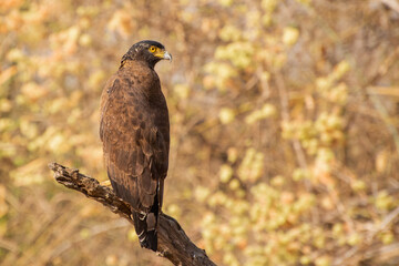 Obraz premium A Crested serpent eagle (Spilornis cheela) perched on a tree branch at Tadoba National Park, Andhari Tiger Reserve, Chandrapur, Maharashtra, India