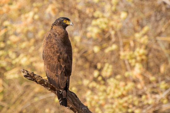 A Crested serpent eagle (Spilornis cheela) perched on a tree branch at Tadoba National Park, Andhari Tiger Reserve, Chandrapur, Maharashtra, India