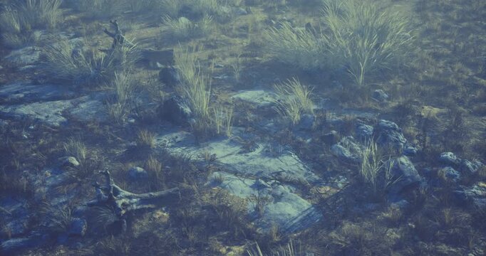 Natural landscape features a rocky terrain scattered with patches of grass, showcasing muted colors and soft lighting during dusk, creating a tranquil and serene environment.